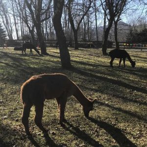 Alpacas grazing in the orchard before a BIG DAY